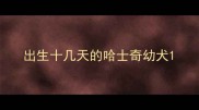 出生十几天的哈士奇幼犬
