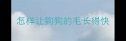 怎样让狗狗的毛长得快