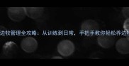 成年边牧管理全攻略从训练到日常手把手教你轻松养边牧