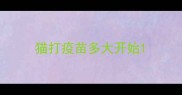 猫打疫苗多大开始