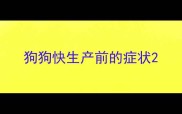 狗狗快生产前的症状
