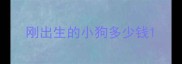 刚出生的小狗多少钱