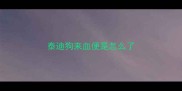 泰迪狗来血便是怎么了