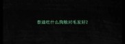 泰迪吃什么狗粮对毛发好