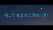 哈士奇毛上有皮屑的东西