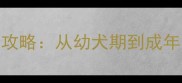 哈士奇剪指甲全攻略从幼犬期到成年的科学护理指南
