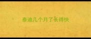 泰迪几个月了长得快