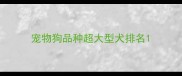 宠物狗品种超大型犬排名
