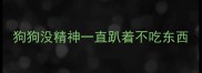 狗狗没精神一直趴着不吃东西