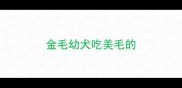 金毛幼犬吃美毛的