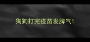 狗狗打完疫苗发脾气