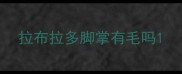 拉布拉多脚掌有毛吗