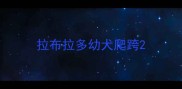 拉布拉多幼犬爬跨