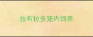 拉布拉多笼内饲养