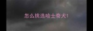 怎么挑选哈士奇犬