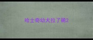 哈士奇幼犬拉了稀