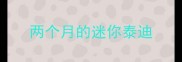 两个月的迷你泰迪