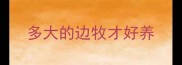 多大的边牧才好养