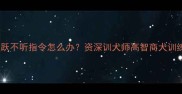 边牧太活跃不听指令怎么办资深训犬师高智商犬训练全攻略