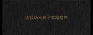 边牧幼犬鼻子有黑有白