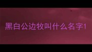 黑白公边牧叫什么名字