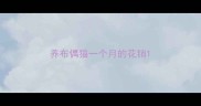 养布偶猫一个月的花销
