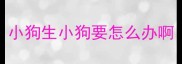 小狗生小狗要怎么办啊