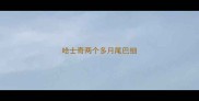 哈士奇两个多月尾巴细