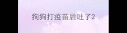 狗狗打疫苗后吐了