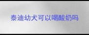 泰迪幼犬可以喝酸奶吗