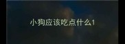 小狗应该吃点什么