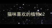 猫咪喜欢的植物6