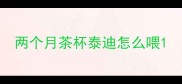 两个月茶杯泰迪怎么喂