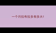 一个月拉布拉多有多大