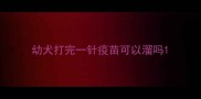 幼犬打完一针疫苗可以溜吗