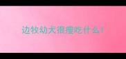 边牧幼犬很瘦吃什么