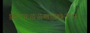 猫打完疫苗眼睛睁不开