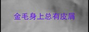 金毛身上总有皮屑