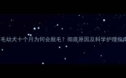 金毛幼犬十个月为何会脱毛彻底原因及科学护理指南