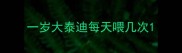 一岁大泰迪每天喂几次