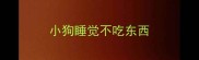 小狗睡觉不吃东西