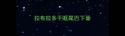拉布拉多干呕尾巴下垂