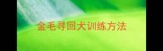 金毛寻回犬训练方法