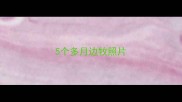 5个多月边牧照片