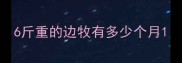 6斤重的边牧有多少个月
