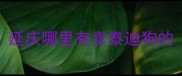 延庆哪里有卖泰迪狗的
