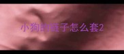 小狗的链子怎么套