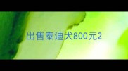 出售泰迪犬800元