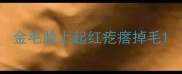 金毛脸上起红疙瘩掉毛