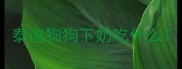 泰迪狗狗下奶吃什么